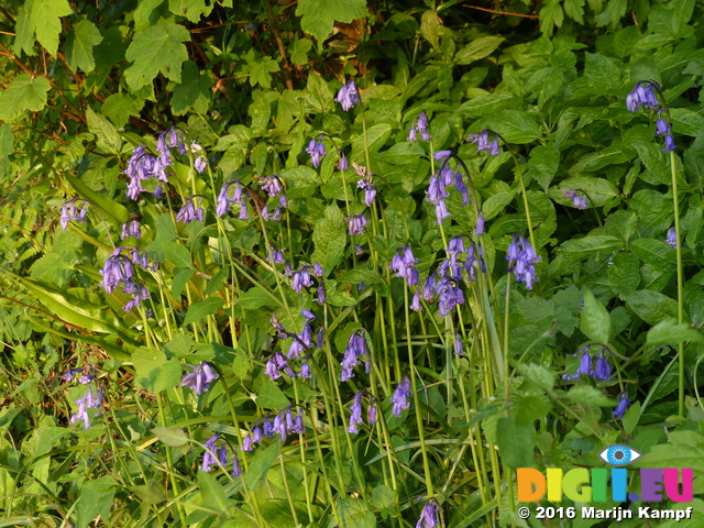 FZ029188 Bluebells